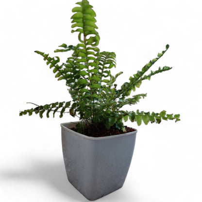 Boston Compacta Fern