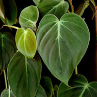 Offer of The Week Combo of 2: Green Money Plant (Epipremnum Aureum) + Philodendron Micans Velvet - plant store® 