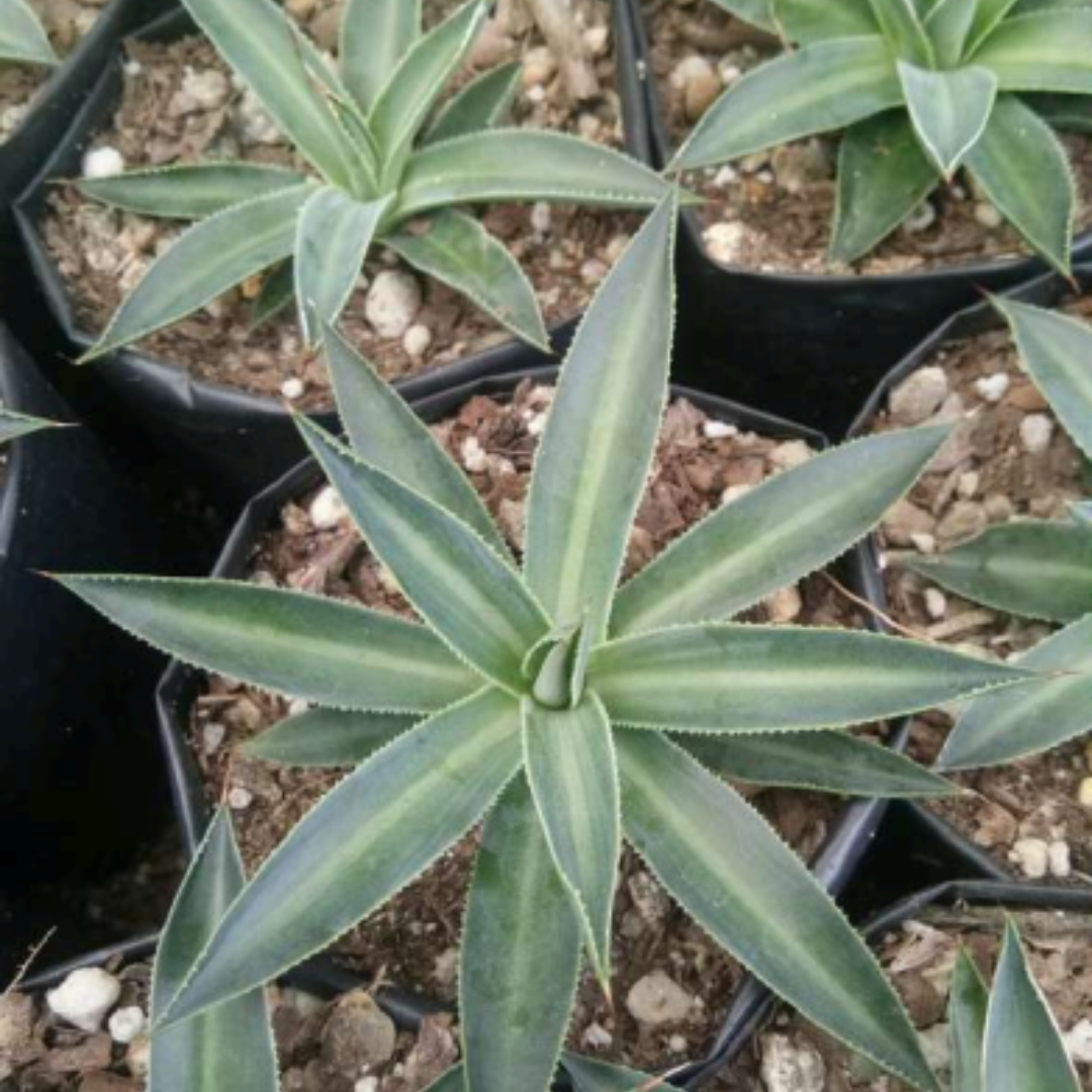 Agave Filifera Schidigera (Bare Rooted)