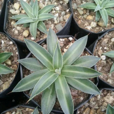 Agave Filifera Schidigera