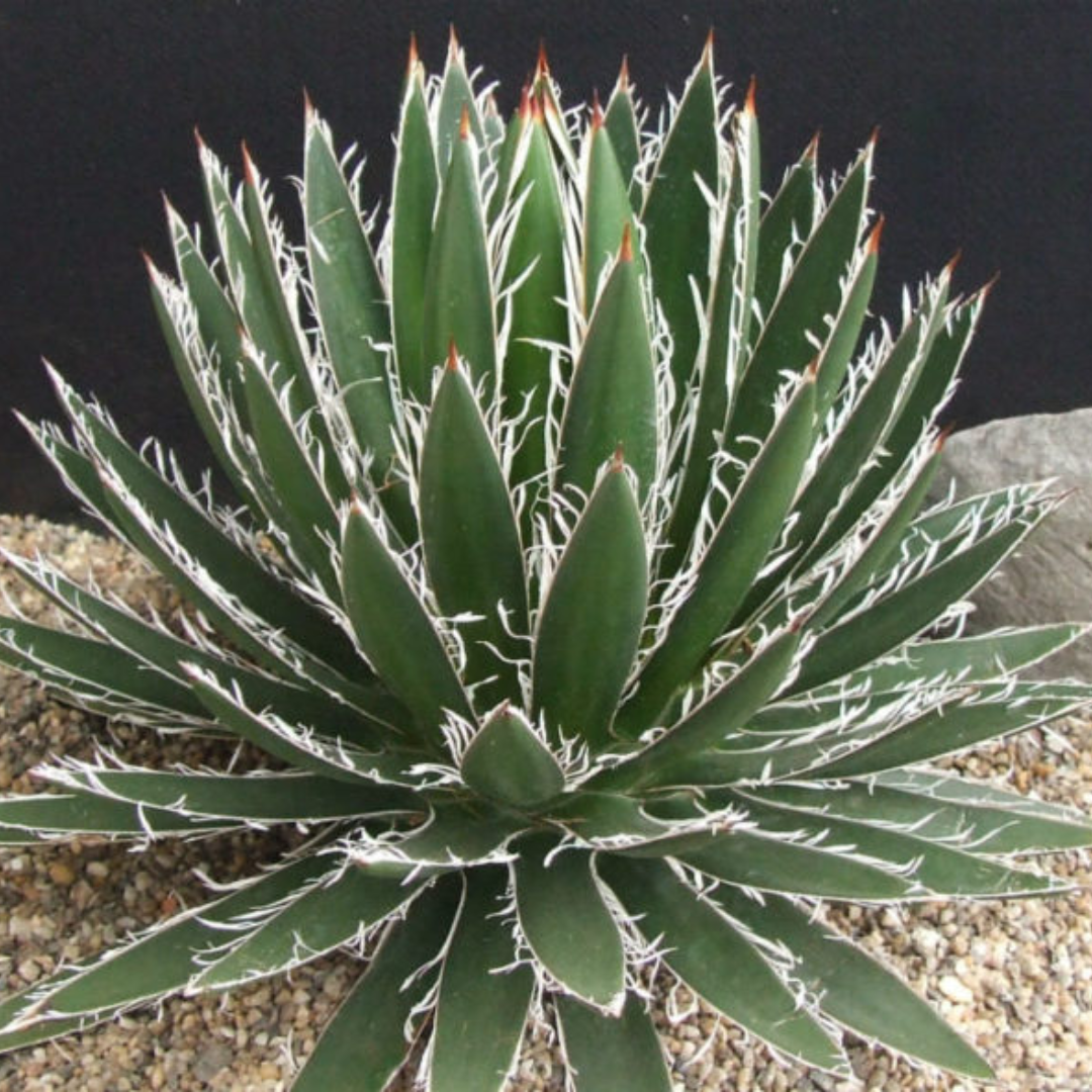 Agave Filifera Schidigera (Bare Rooted)