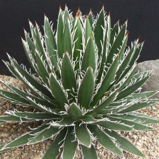 Agave Filifera Schidigera