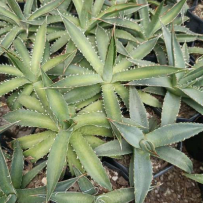 Agave Purpusorum (Bare Rooted)
