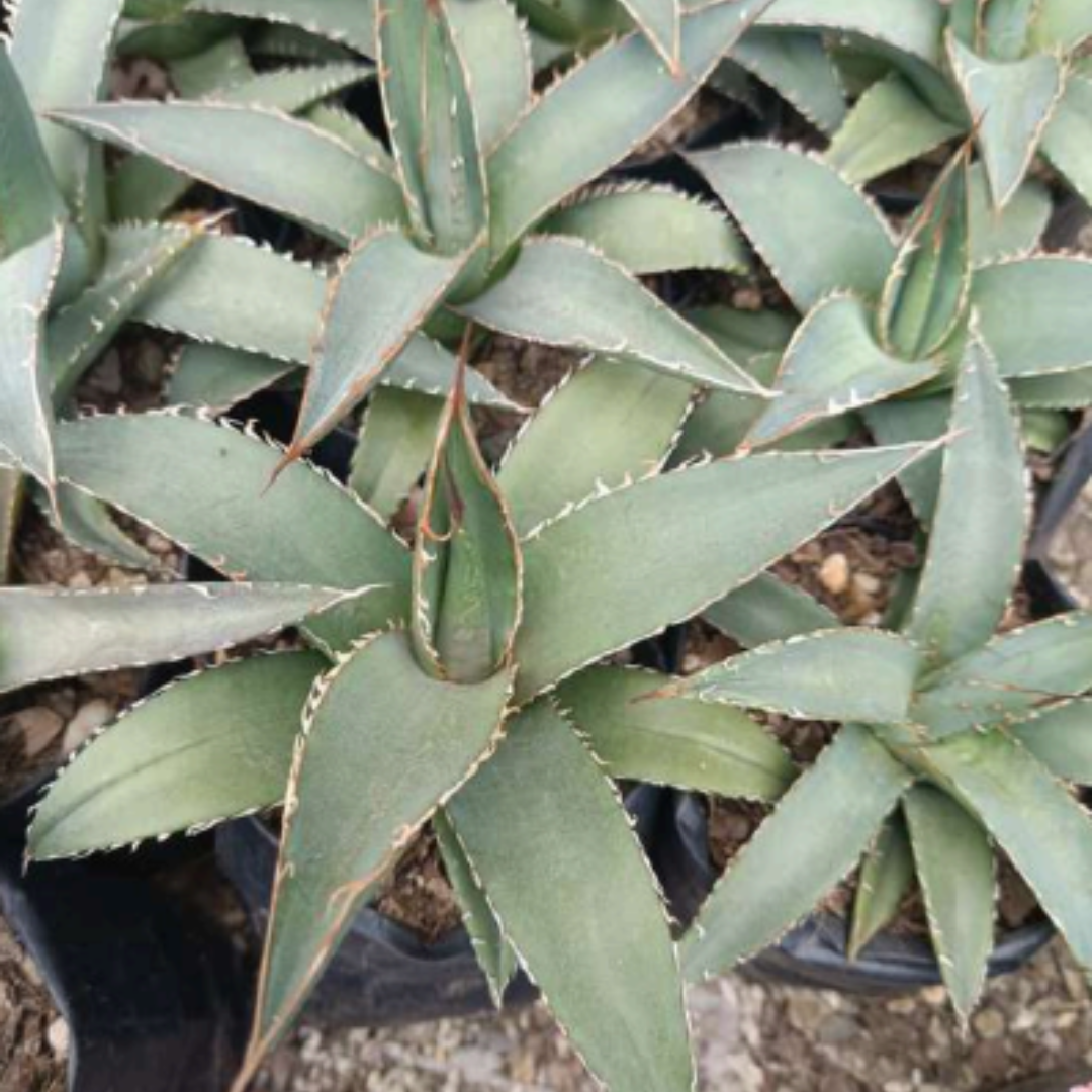 Agave Purpusorum (Bare Rooted)
