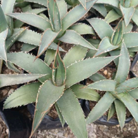 Agave Purpusorum (Bare Rooted)
