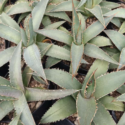 Agave Purpusorum (Bare Rooted)