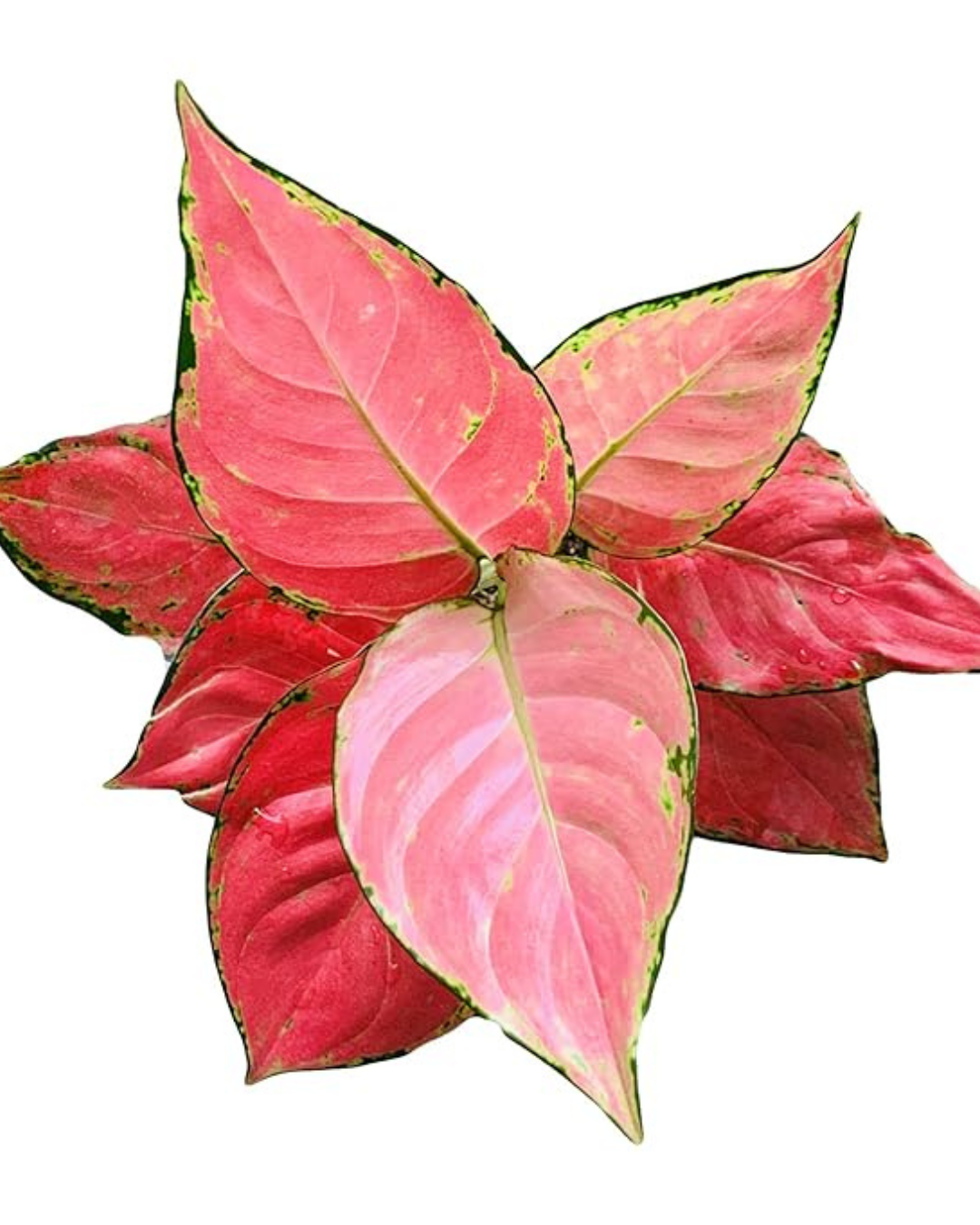 Most Popular Aglaonema Trio