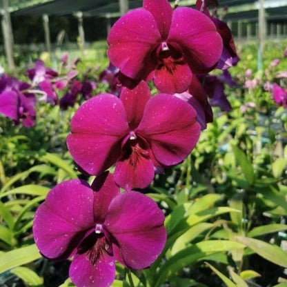 Orchid - Dendrobium Airy Red dragon (Blooming Size)