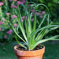 Albuca Spiralis Bare Rooted (Plant it Yourself) - plant store® 
