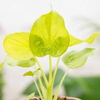Alocasia Cucullata Golden