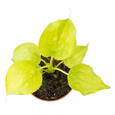 Alocasia Cucullata Golden