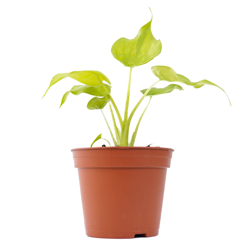 Alocasia Cucullata Golden