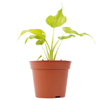 Alocasia Cucullata Golden