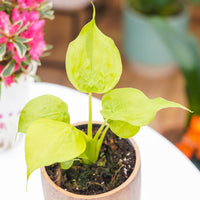 Alocasia Cucullata Golden