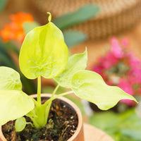 Alocasia Cucullata Golden