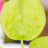 Alocasia Cucullata Golden