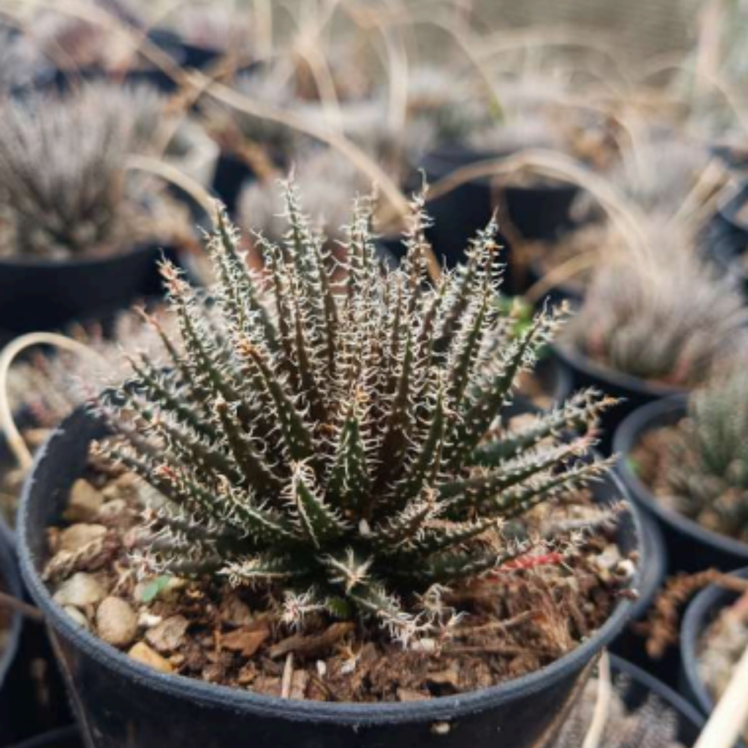Aloe Haworthioides (Bare Rooted)