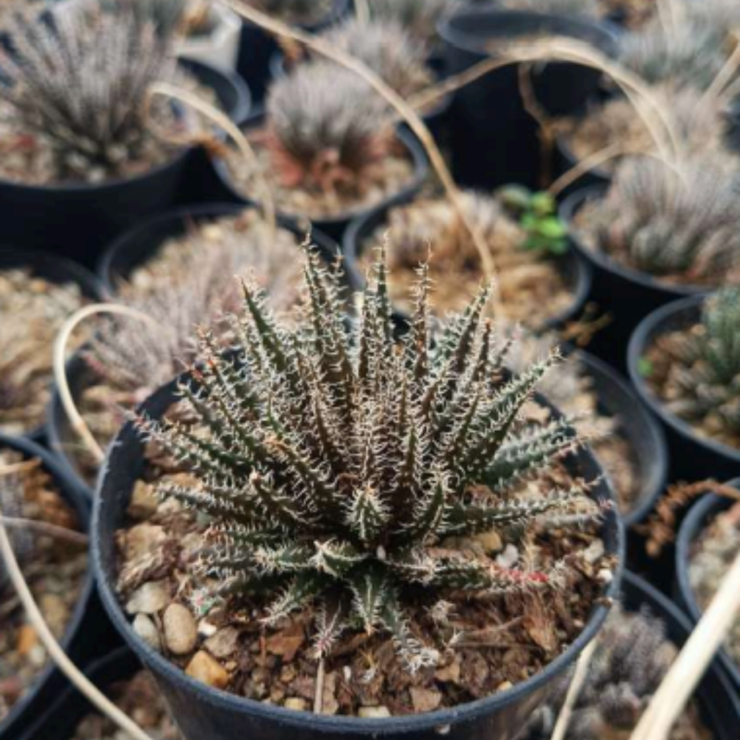 Aloe Haworthioides (Bare Rooted)