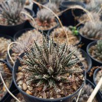 Aloe Haworthioides (Bare Rooted)
