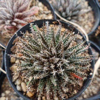 Aloe Haworthioides (Bare Rooted)