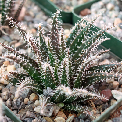 Aloe Haworthioides (Bare Rooted)