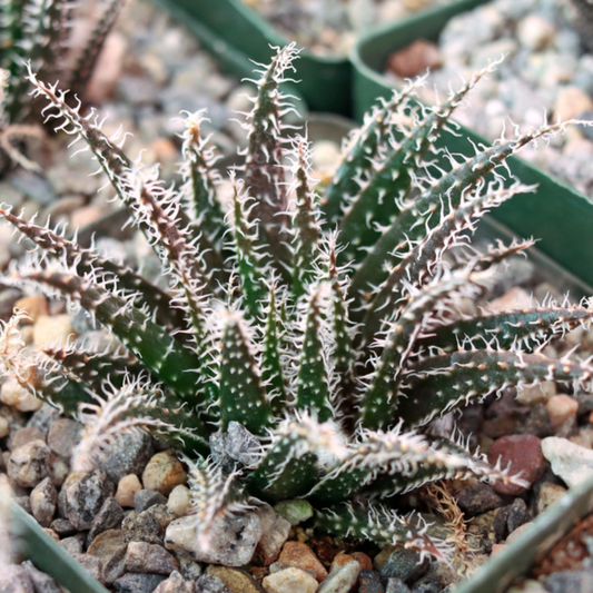 Aloe Haworthioides (Bare Rooted)
