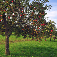 Anna Apple (Low Chill) Grafted Fruit Tree