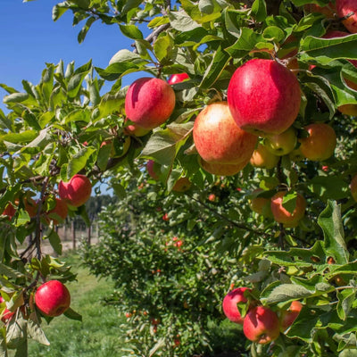 Anna Apple (Low Chill) Grafted Fruit Tree