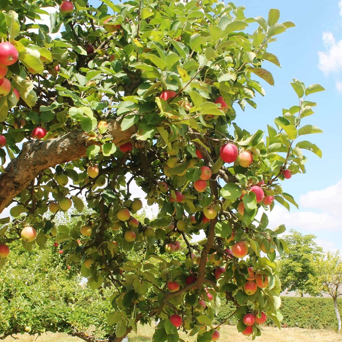 Anna Apple (Low Chill) Grafted Fruit Tree