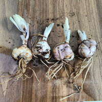 Asiatic Lily or Lilium Bulbs - Mix Colour