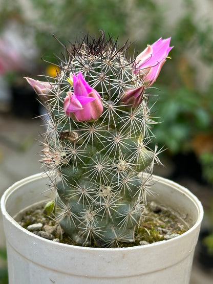 Coryphantha or Beehive Cactus