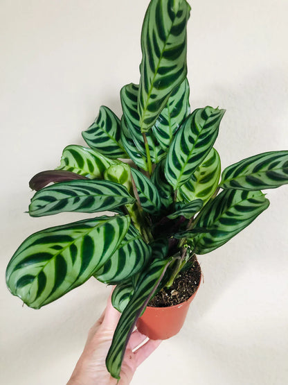 Calathea Burle Marxii