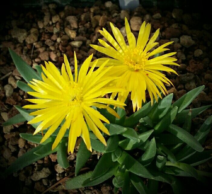 Bergeranthus Concavus (Bare Rooted) - plant store® 