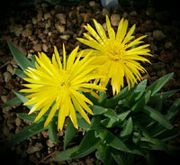 Bergeranthus Concavus (Bare Rooted) - plant store® 
