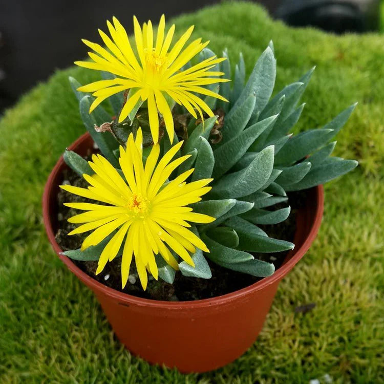 Bergeranthus Concavus (Bare Rooted) - plant store® 