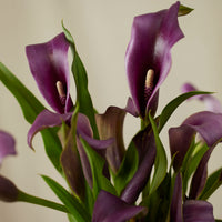 Calla Lily Bulbs - Mix Colours