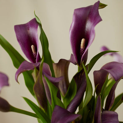 Calla Lily Bulbs - Mix Colours