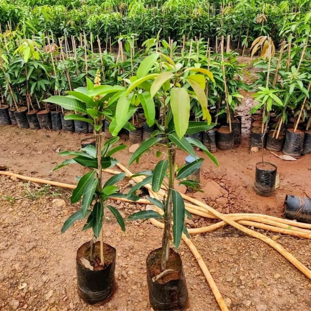 Variegated Grafted Mango Tree