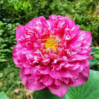 Bheem Lotus Tuber