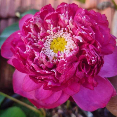 Bheem Lotus Tuber