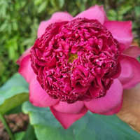 Bheem Lotus Tuber