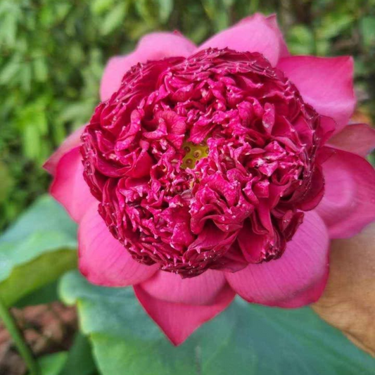 Bheem Lotus Tuber