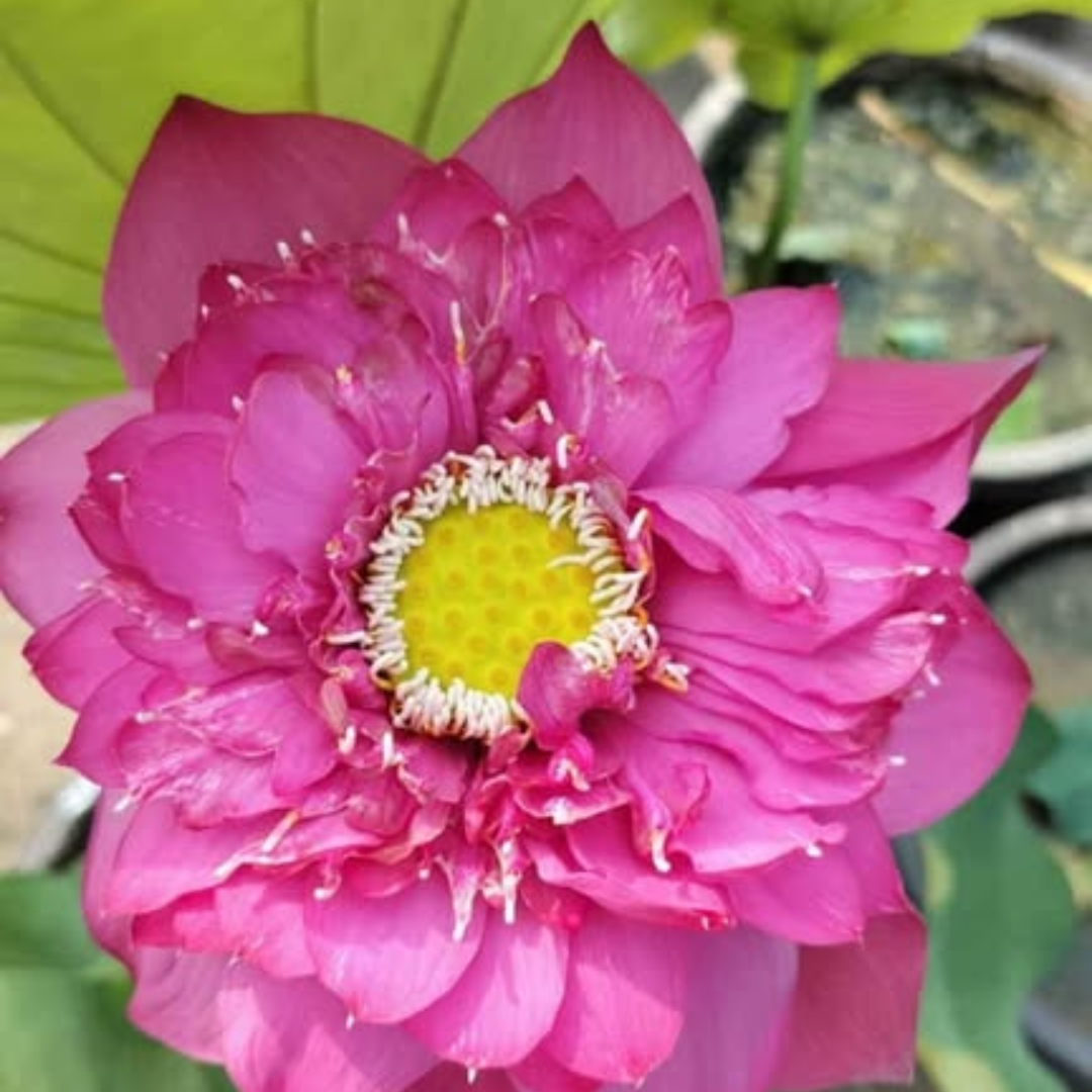 Bheem Lotus Tuber