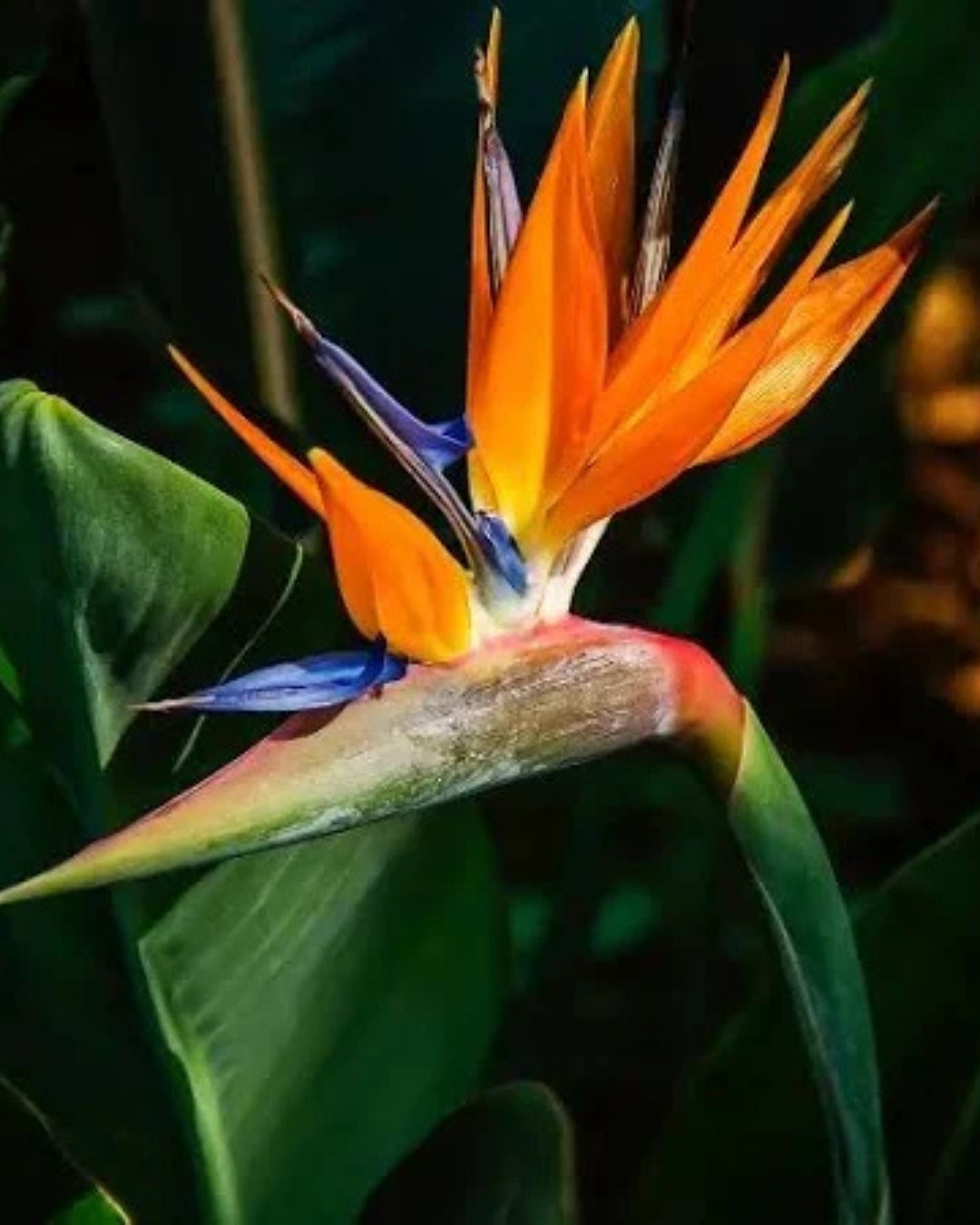 Bird Of Paradise Plant ( Strelitzia Reginae ) with Pot