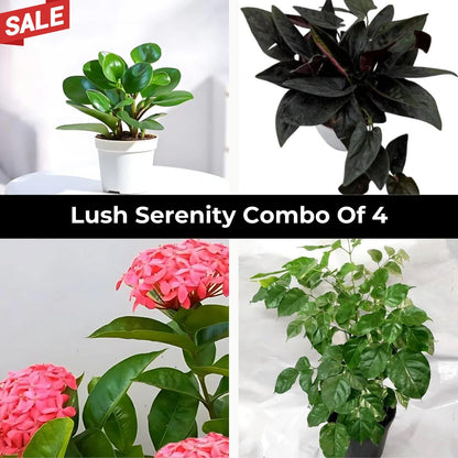 Lush Serenity Combo of 4 Small Plants