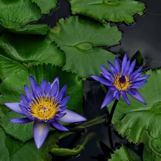 Blue Hybrid Tropical Waterlily