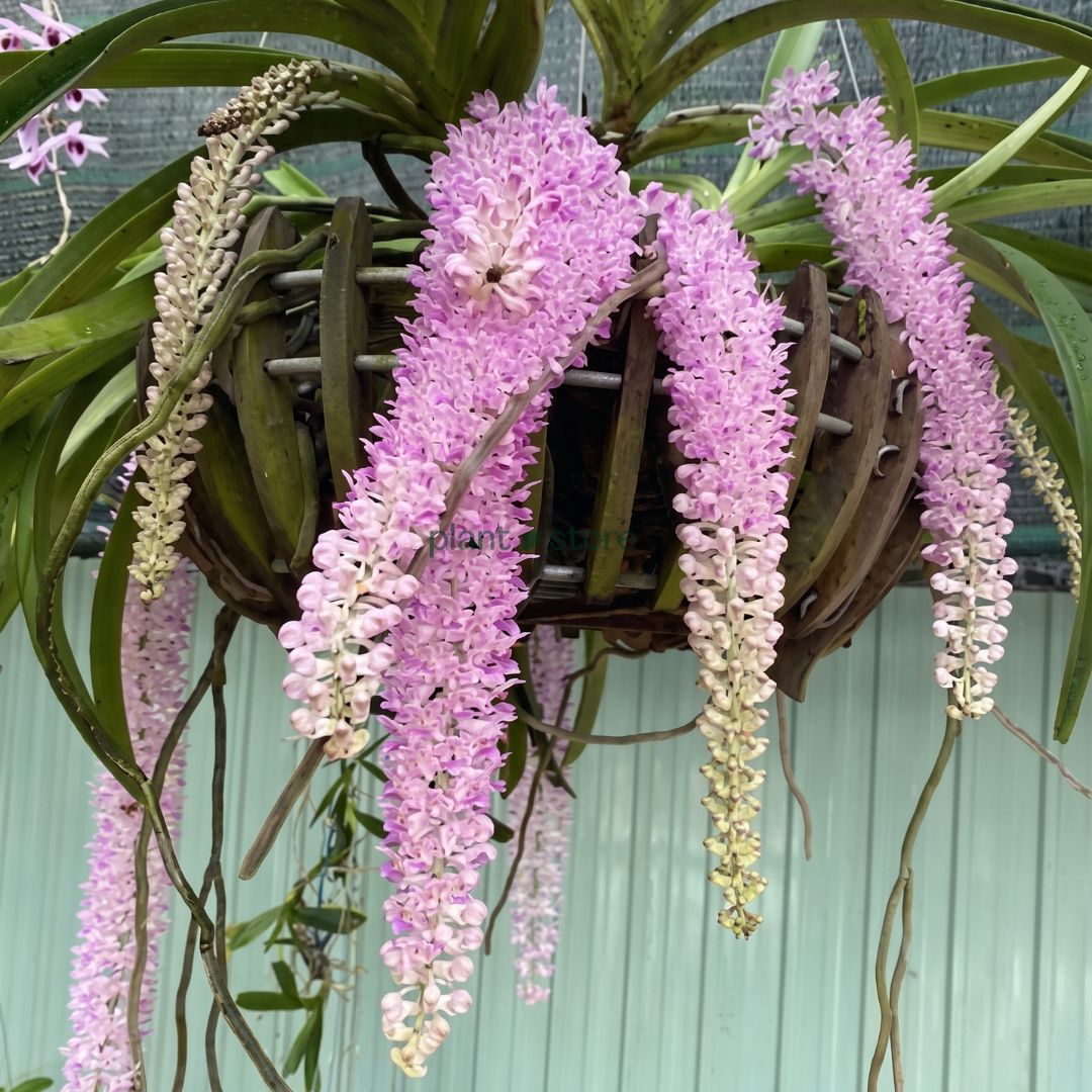 Foxtail Rhyncostyllis Orchid Seedling