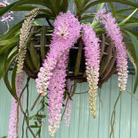 Foxtail Rhyncostyllis Orchid Seedling