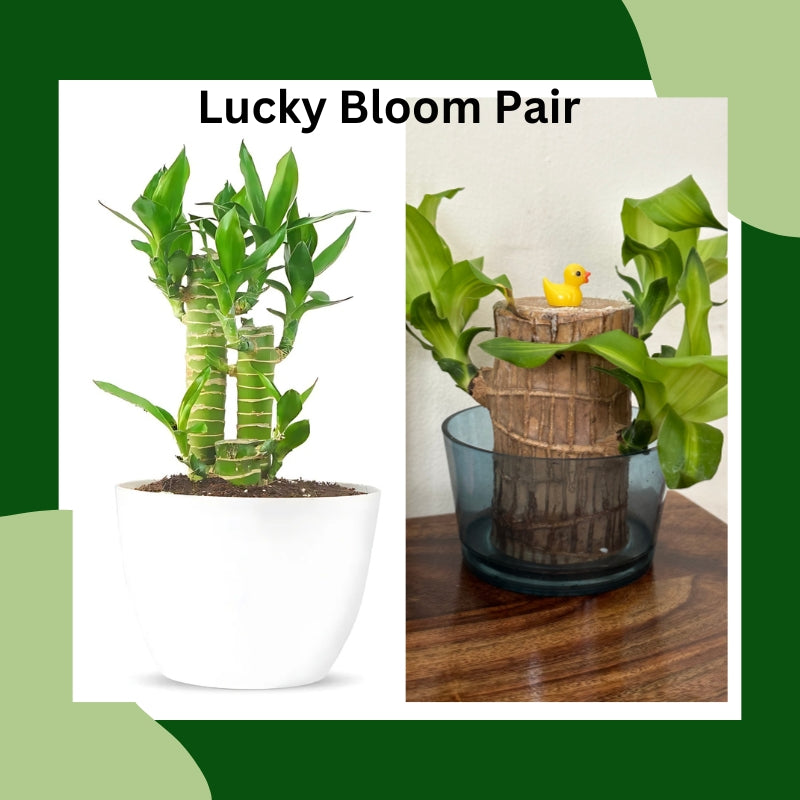 Lucky Bloom Pair (Imported Brazilian Wood + Lucky Lotus Bamboo)