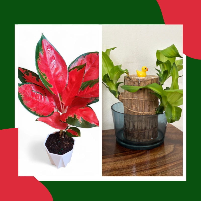 Blush & Bloom Duo: Aglaonema Thai Pink + Brazilian Lucky Wood (Imported)